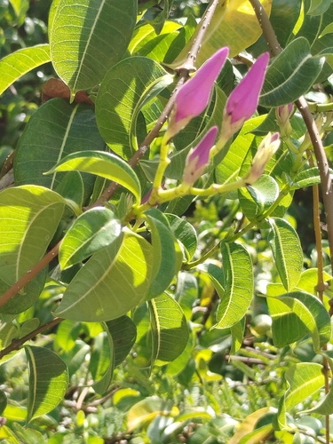 Cryptostegia madagascariensis