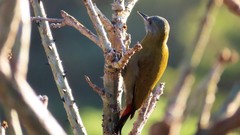 Chloropicus griseocephalus