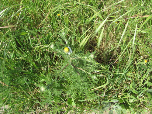Anacyclus radiatus