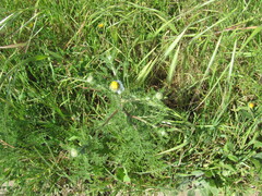 Anacyclus radiatus