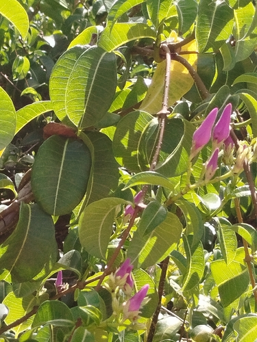 Cryptostegia madagascariensis, photograph 4