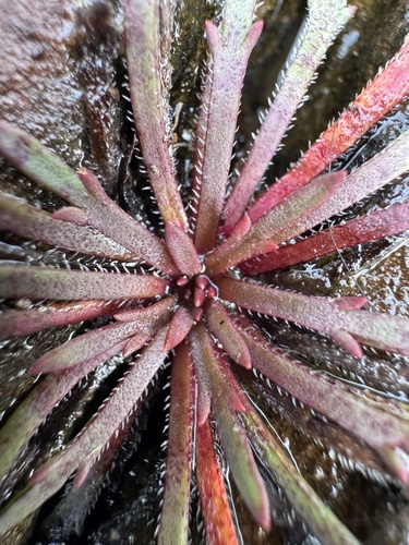 Buck's-horn Plantain
