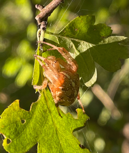 Cross Orbweaver