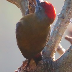 Chloropicus griseocephalus