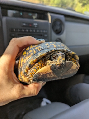 Eastern Box Turtle