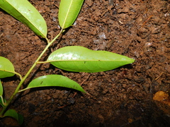 Pera arborea