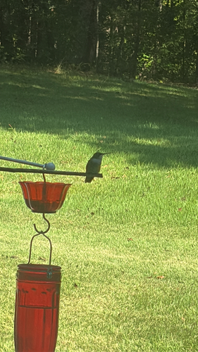 Ruby-throated Hummingbird