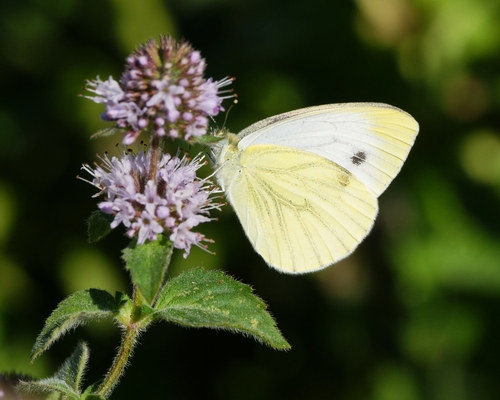 Green-veined White