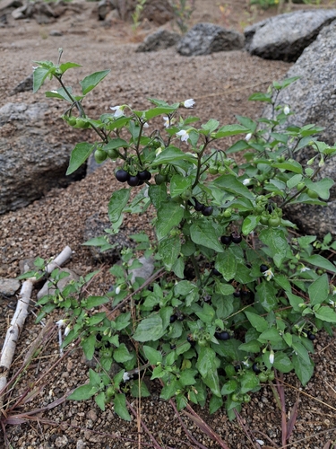 black nightshade