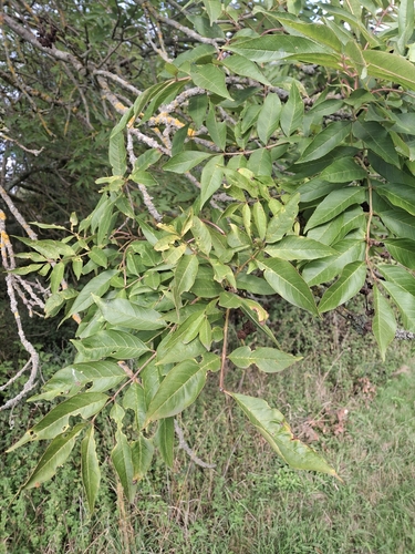 European ash