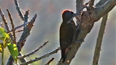 Chloropicus griseocephalus