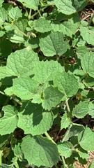 Physalis heterophylla
