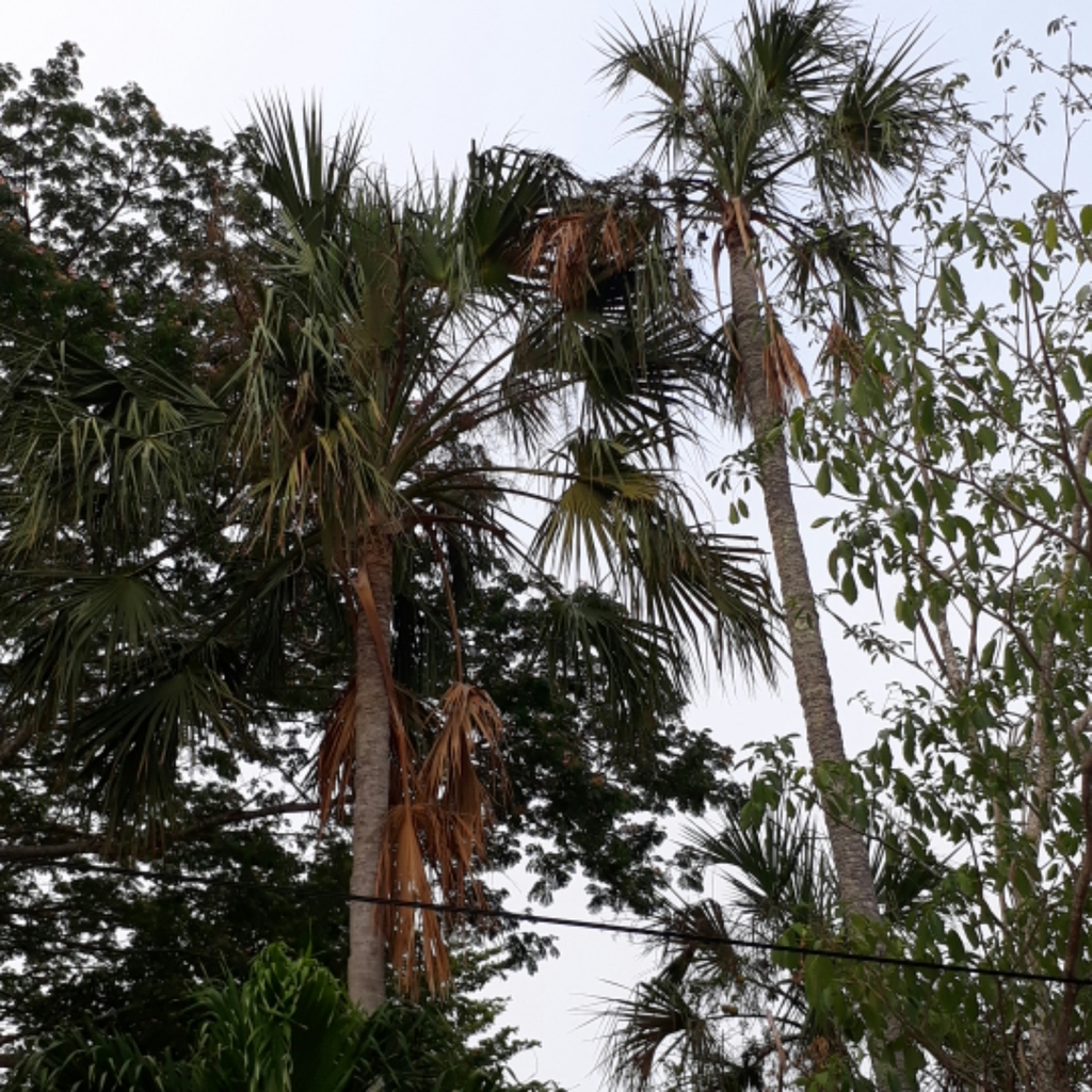 Sabaleae