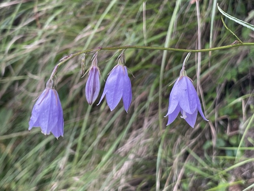 Adenophora morrisonensis observed 2026-09-12