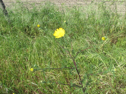 Anacyclus radiatus, photograph 1