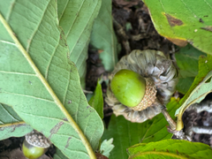Quercus mongolica