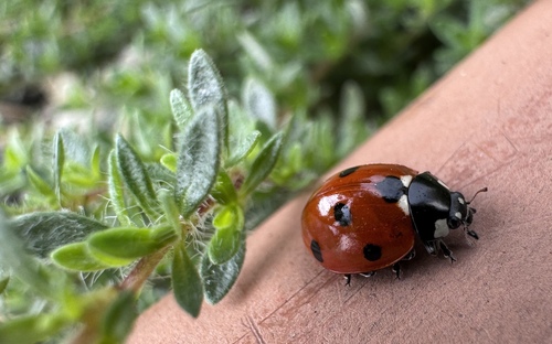 Seven-spotted Lady Beetle