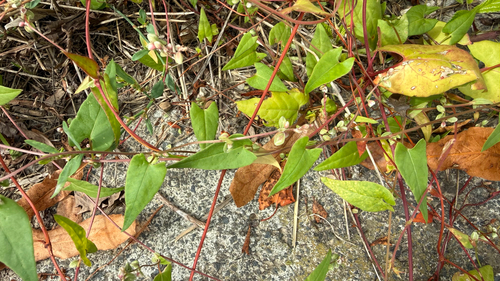 Black-bindweed