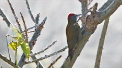 Chloropicus griseocephalus