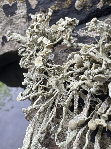 Sea Ivory