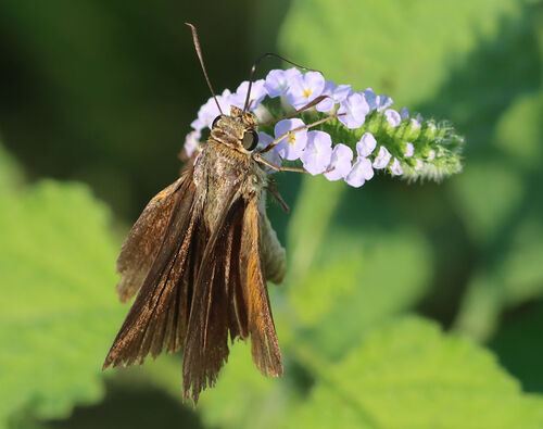 Dukes' Skipper photo 5