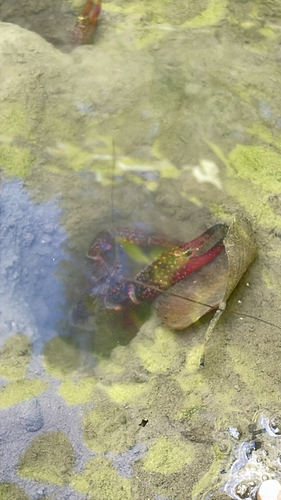 Red Swamp Crayfish