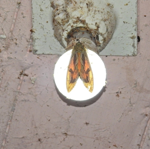 Dot-underwing Moth