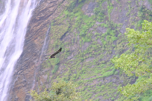Black Eagle