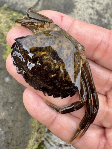 European Green Crab