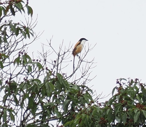 Long-tailed Shrike
