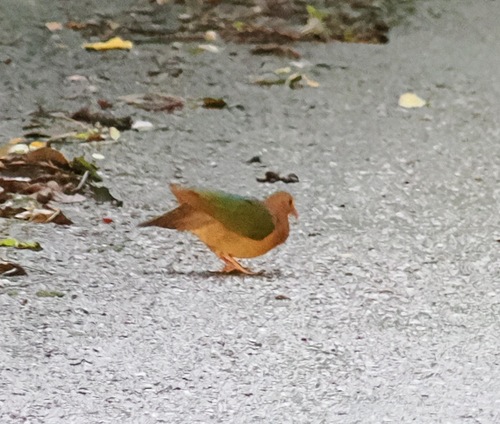 Asian Emerald Dove