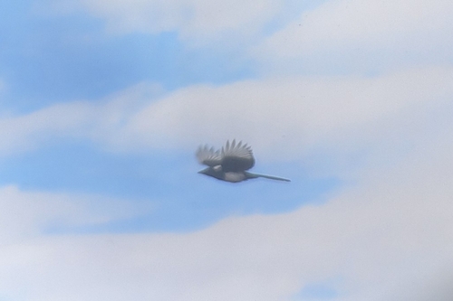 Eurasian Magpie