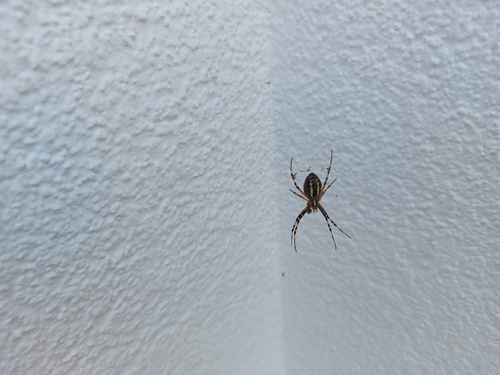Wasp Spider