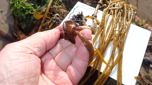 Ectocarpus siliculosus observed 2026-09-12