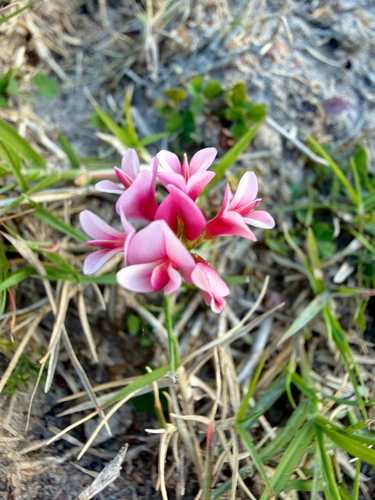 peanut clover