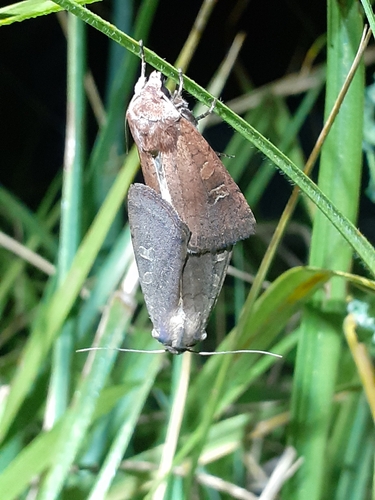 Square-spot Rustic