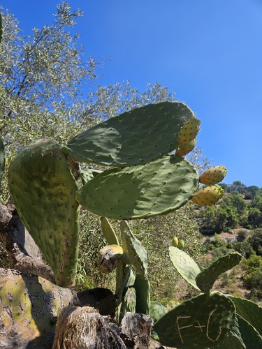 Indian fig opuntia