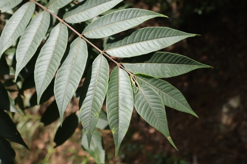 Rhus hypoleuca, 2026-09-14