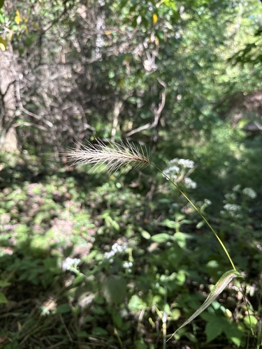 Elymus villosus, 2026-09-14