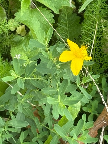 Common St. John's Wort