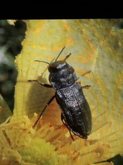 Anthaxia quadripunctata