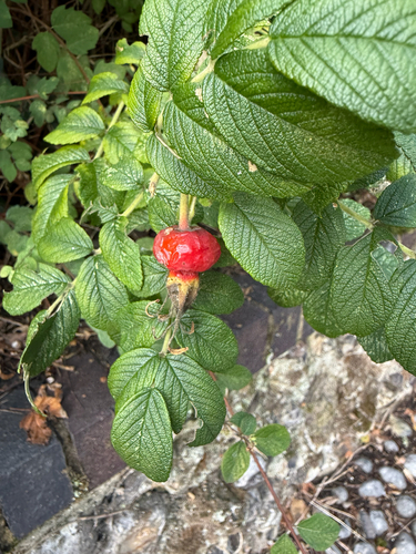 rugosa rose