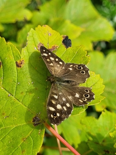 Speckled Wood