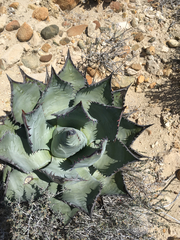 Agave vizcainoensis