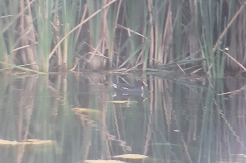 Eurasian Moorhen