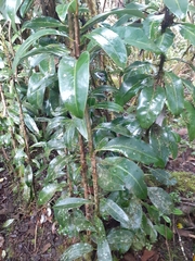 Drimys granadensis