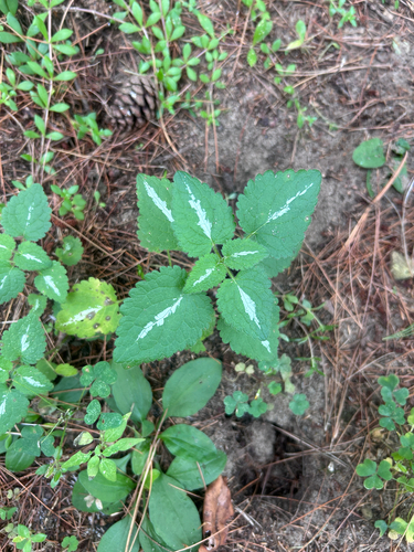 Spotted deadnettle