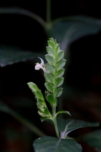 Rungia chinensis