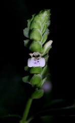 Rungia chinensis, photograph author not stated, no rights reserved