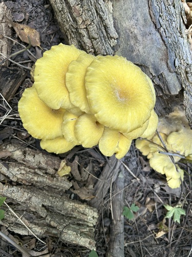 Golden Oyster Mushroom